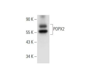 POPX2 Antibody (G-11) - Western Blotting - Image 332789 