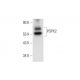 POPX2 Antibody (G-11) - Western Blotting - Image 332789 