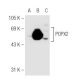 POPX2 Antibody (SJ-6) - Western Blotting - Image 65486 