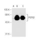 POPX2 Antibody (SJ-6) - Western Blotting - Image 65488 