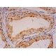 Porimin Antibody (D-9) - Immunohistochemistry - Image 293362 