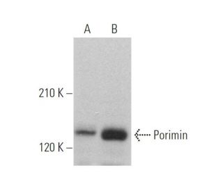 Porimin Antibody (D-9) - Western Blotting - Image 372529 