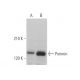 Porimin Antibody (D-9) - Western Blotting - Image 372529 