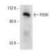 POSH Antibody (A-4) - Western Blotting - Image 153755