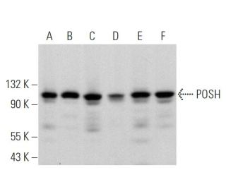POSH Antibody (A-4) - Western Blotting - Image 369867 