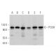 POSH Antibody (A-4) - Western Blotting - Image 369867 