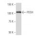 POSH Antibody (YY-5) - Western Blotting - Image 34189