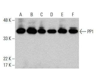 PP1 Antibody (E-9) - Western Blotting - Image 376868 