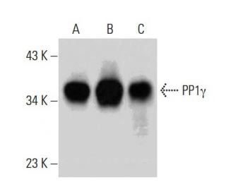 PP1γ Antibody (E-4) - Western Blotting - Image 383894