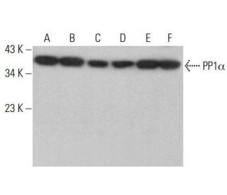 PP1&alpha; Antibody (G-4) - Western Blotting - Image 352015 