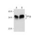 PP1β Antibody (D-11) - Western Blotting - Image 281782