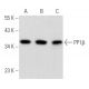 PP1β Antibody (D-11) - Western Blotting - Image 355790 