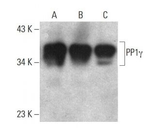 PP1&gamma; Antibody (AP-03) - Western Blotting - Image 384040