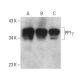 PP1γ Antibody (AP-03) - Western Blotting - Image 384040