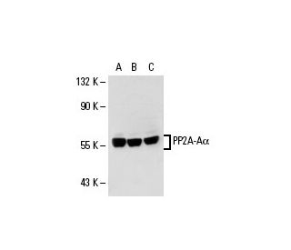 PP2A-A&alpha; Antibody (6F9) - Western Blotting - Image 19271 