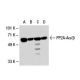 PP2A-Aα/β Antibody (A-5) - Western Blotting - Image 30302 