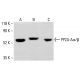 PP2A-Aα/β Antibody (H-11) - Western Blotting - Image 413353