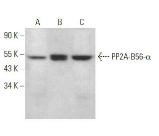 PP2A-B56-&alpha; Antibody (F-4) - Western Blotting - Image 359154 