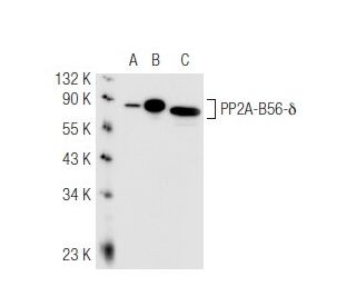 PP2A-B56-δ Antibody (H5D12) - Western Blotting - Image 48790