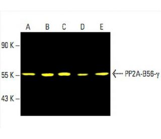 PP2A-B56-&gamma; Antibody (E-6) - Western Blotting - Image 393684 