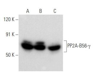 PP2A-B56-γ Antibody (E-6) - Western Blotting - Image 357307