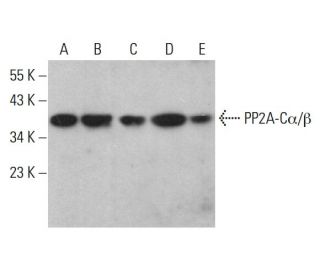 PP2A-Cα/β Antibody (C-1) - Western Blotting - Image 380494