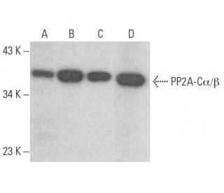 PP2A-C&alpha;/&beta; Antibody (C-1) - Western Blotting - Image 354000 