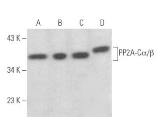 PP2A-C&alpha;/&beta; Antibody (D-3) - Western Blotting - Image 354593 