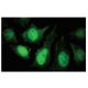 PP2B-B1 Antibody (70-A) - Immunofluorescence - Image 53886 