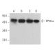 PP2Cα Antibody (7F12) - Western Blotting - Image 380766