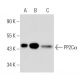 PP2Cα Antibody (p6c7) - Western Blotting - Image 30018