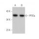 PP2Cκ Antibody (E-8) - Western Blotting - Image 375974 