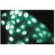 PP5 Antibody (3) - Immunofluorescence - Image 60670