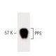PP5 Antibody (3) - Western Blotting - Image 60421 