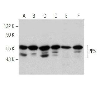 PP5 Antibody (E-12) - Western Blotting - Image 359389 