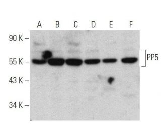 PP5 Antibody (F-12) - Western Blotting - Image 359385 