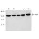 PP5 Antibody (G-6) - Western Blotting - Image 344631 