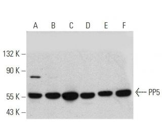 PP5 Antibody (G-6) - Western Blotting - Image 359383 