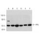 PP5 Antibody (G-6) - Western Blotting - Image 359383 