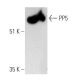 PP5 Antibody (G-6) - Western Blotting - Image 364950