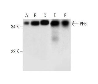 PP6 Antibody (E-2) - Western Blotting - Image 294527 