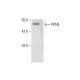 PPAN Antibody (C-7) - Western Blotting - Image 303508