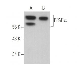 PPAR&alpha; Antibody (H-2) - Western Blotting - Image 360925 