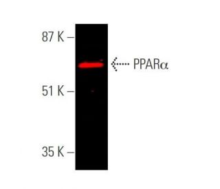 PPAR&alpha; Antibody (H-2) - Western Blotting - Image 374258 
