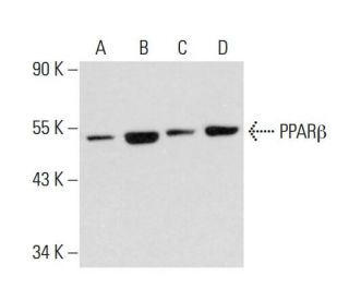 PPARβ Antibody (F-10) - Western Blotting - Image 137644Each CRISPR/Cas9 Knockout (KO) Plasmid product consists of a pool of 3 plasmids designed to ensure identification and cleavage of a specific gene for maximum knockout efficiency. Each plasmid encodes a unique 20 nt sequence derived from the GeCKO (v2) library.