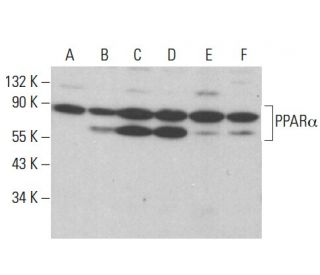 PPAR&alpha; Antibody (H-2) - Western Blotting - Image 379499 