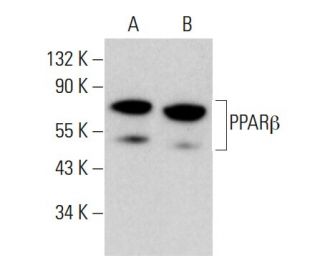 PPAR&beta; Antibody (F-7) - Western Blotting - Image 377255 