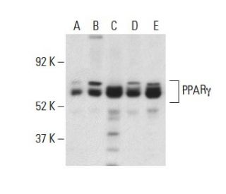 PPAR&gamma; Antibody (E-8) - Western Blotting - Image 397989 