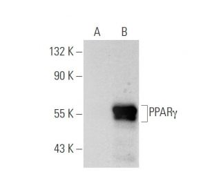 PPAR gamma (E-8): sc-7273. Western blot analysis of PPAR gamma expression in... 