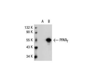 PPAR gamma (E-8): sc-7273. Western blot analysis of PPAR gamma expression in... 